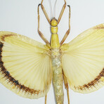 Genuine Umbrella Stick Bug (Tagesoidea Nigrofasciata) in Display Frame