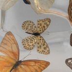 15 Genuine Butterflies in Lucite Freeform