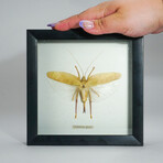 Genuine Locust (Orthoptera) in Display Frame