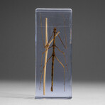 Genuine Single Stick Bug in Lucite