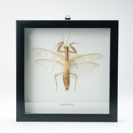 Genuine Mantidae Species // Display Frame