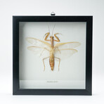 Genuine Mantidae Species // Display Frame