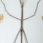 Genuine Phasma Species // Display Frame