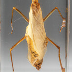 Genuine Single Praying Mantis in Lucite