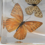 15 Genuine Butterflies in Lucite Freeform