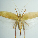Genuine Locust (Orthoptera) in Display Frame