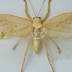 Genuine Orthoptera Species // Display frame