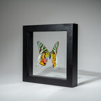 Single Genuine Urania Ripheus // Black Display Frame