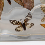 15 Genuine Butterflies in Lucite Freeform