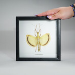 Genuine Umbrella Stick Bug (Tagesoidea Nigrofasciata) in Display Frame