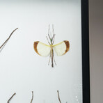 Genuine Phasma Species // Display Frame