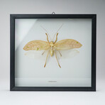 Genuine Orthoptera Species // Display frame