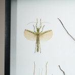 Genuine Phasma Species // Display Frame