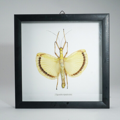 Genuine Umbrella Stick Bug (Tagesoidea Nigrofasciata) in Display Frame