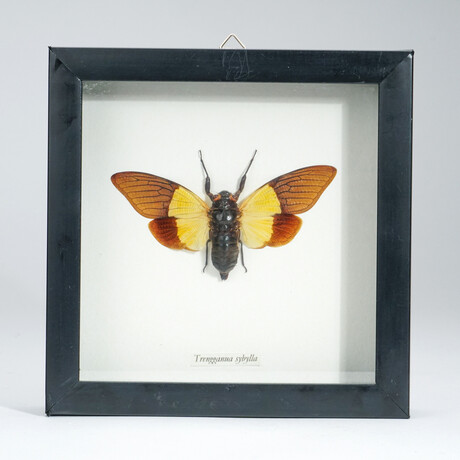 Genuine Cicada (Trengganua Sibylla) in Display Frame