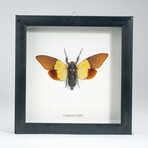 Genuine Cicada (Trengganua Sibylla) in Display Frame