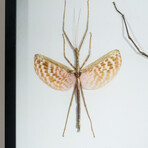 Genuine Phasma Species // Display Frame