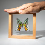 Single Genuine Urania Ripheus // Natural Wood Frame