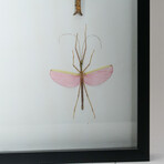 Genuine Phasma Species // Display Frame