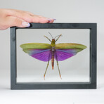 Genuine Titanacris Albites // Display Frame