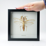 Genuine Mantidae Species // Display Frame
