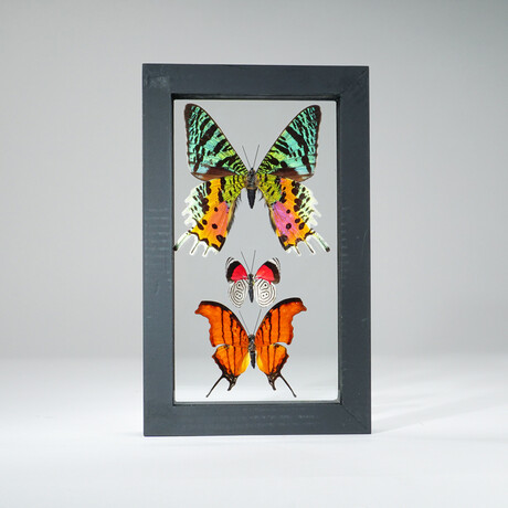 3 Genuine Butterflies v3 // Display Frame
