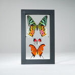 3 Genuine Butterflies v3 // Display Frame