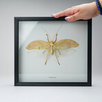 Genuine Orthoptera Species // Display frame