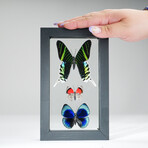 3 Genuine Butterflies v4 // Display Frame