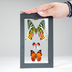 3 Genuine Butterflies v2 // Display Frame