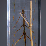 Genuine Single Stick Bug in Lucite