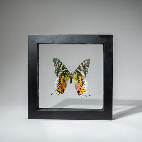 Single Genuine Urania Ripheus // Black Display Frame