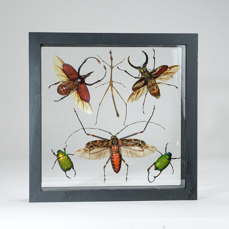 6 Genuine Insects in Display Frame V2