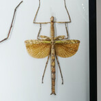 Genuine Phasma Species // Display Frame