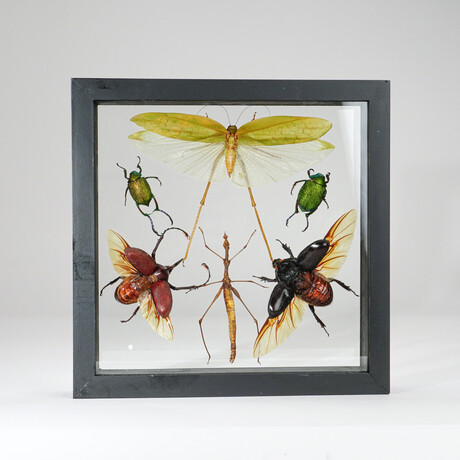 6 Genuine Insects v1 // Display Frame