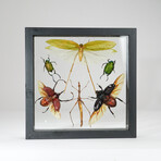 6 Genuine Insects v1 // Display Frame