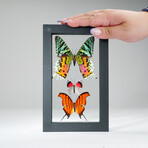 3 Genuine Butterflies v3 // Display Frame