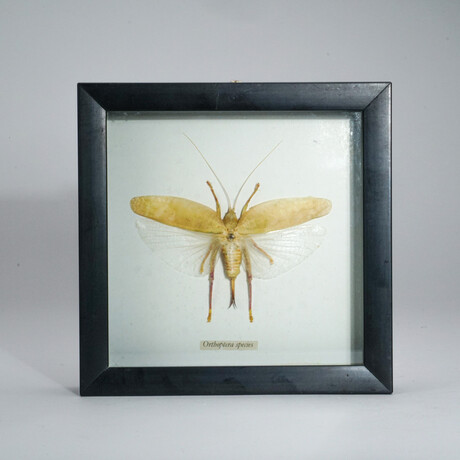 Genuine Locust (Orthoptera) in Display Frame