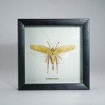 Genuine Locust (Orthoptera) in Display Frame