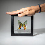 Single Genuine Urania Ripheus // Black Display Frame