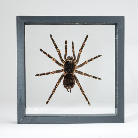 Genuine Large Peruvian Orange Striped Tarantula // Display Frame