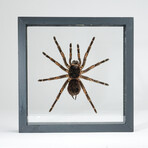 Genuine Large Peruvian Orange Striped Tarantula // Display Frame