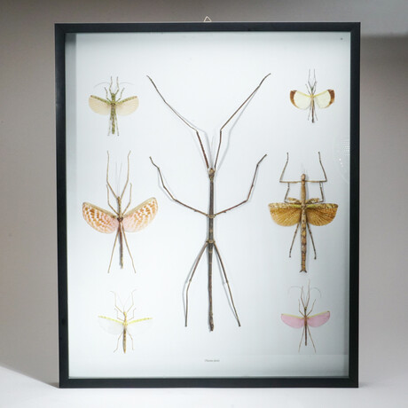 Genuine Phasma Species // Display Frame