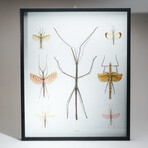 Genuine Phasma Species // Display Frame