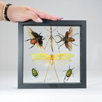 6 Genuine Insects in Display Frame V1