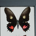 3 Genuine Butterflies v1 // Display Frame