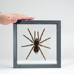 Genuine Large Peruvian Orange Striped Tarantula // Display Frame