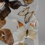 15 Genuine Butterflies in Lucite Freeform