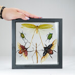 6 Genuine Insects v1 // Display Frame