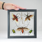 6 Genuine Insects in Display Frame V2